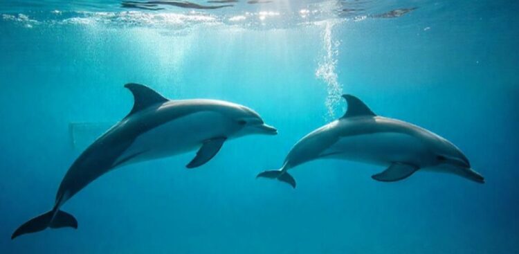 Delfines y Tiburones, positivos en cocaína y fentanilo