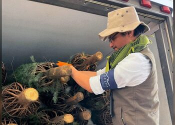 Finalizó Profepa inspección de árboles importados por NLD y Reynosa