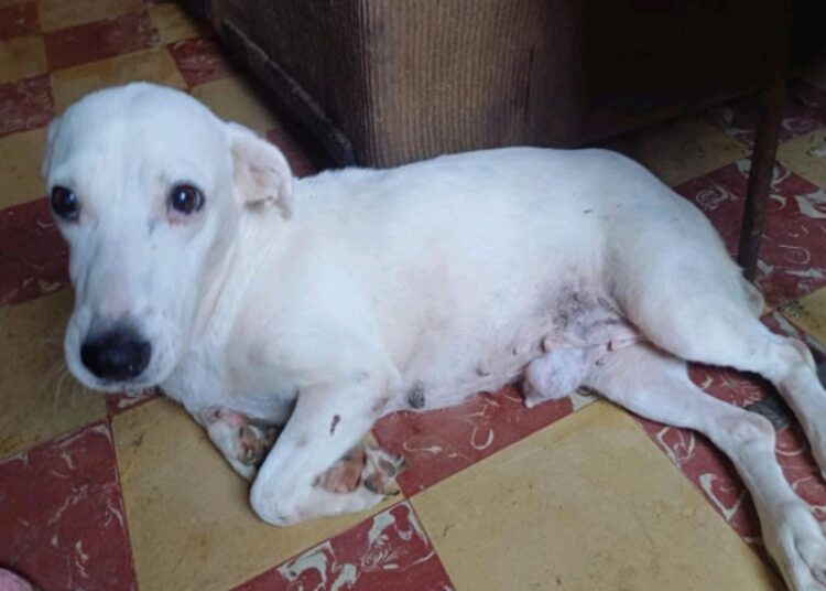 Promueve Municipio de Victoria protección animal