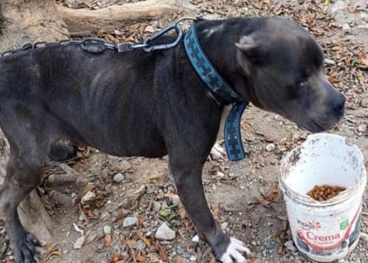 Promueve Municipio de Victoria protección animal