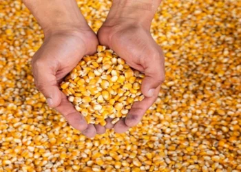 México tiene hasta febrero para revertir decreto que prohíbe maíz transgénico
