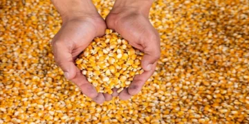 México tiene hasta febrero para revertir decreto que prohíbe maíz transgénico