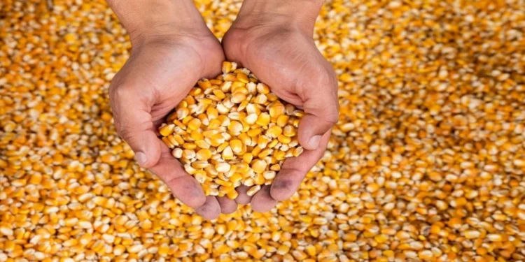 México tiene hasta febrero para revertir decreto que prohíbe maíz transgénico