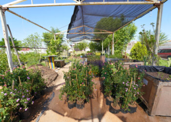 NLD crea jardines polinizadores en espacios públicos