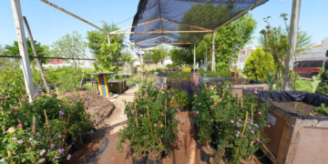 NLD crea jardines polinizadores en espacios públicos