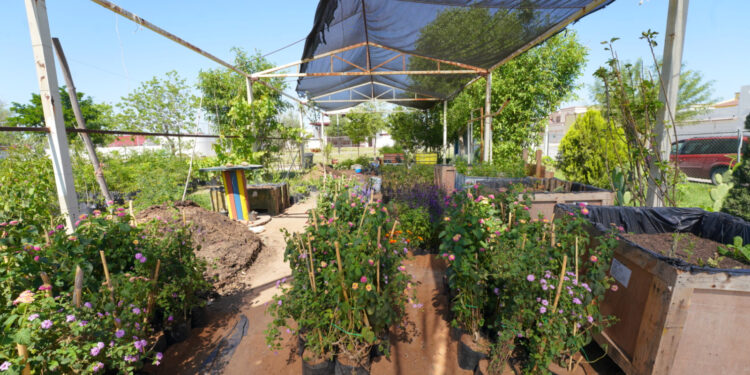 NLD crea jardines polinizadores en espacios públicos