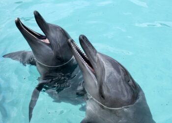 ¡Operadora de parques acuáticos en bancarrota!