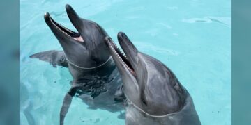 ¡Operadora de parques acuáticos en bancarrota!