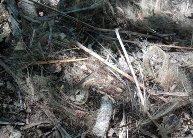 Encuentran fosas clandestinas en Reynosa con restos de por lo menos 10 personas