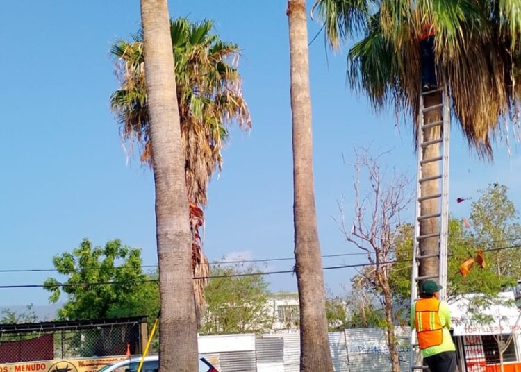 Fortalece municipio limpia y mantenimiento de vialidades y áreas verdes