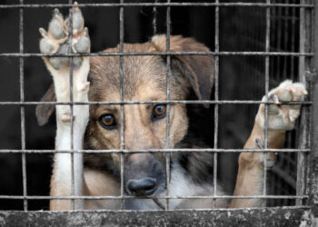 Nuevo Laredo contra el maltrato animal