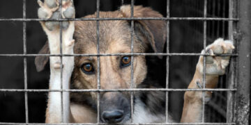 Nuevo Laredo contra el maltrato animal