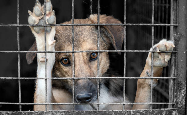 Nuevo Laredo contra el maltrato animal