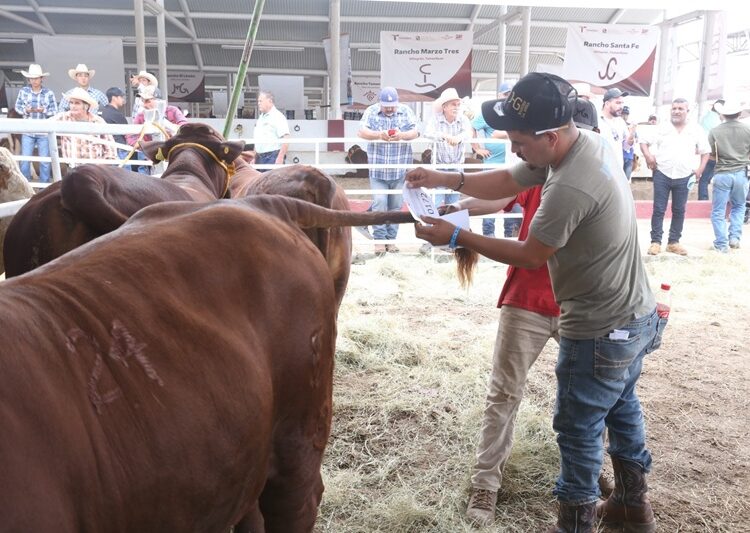Prepara Desarrollo Rural evento de Mejoramiento Genético 2025