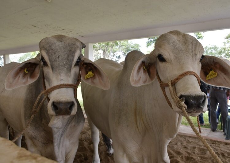 Prepara Desarrollo Rural evento de Mejoramiento Genético 2025
