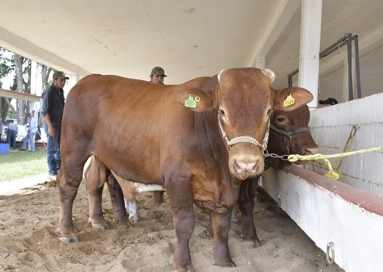Prepara Desarrollo Rural evento de Mejoramiento Genético 2025
