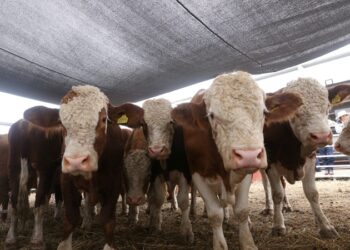 Prepara Desarrollo Rural evento de Mejoramiento Genético 2025