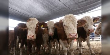 Prepara Desarrollo Rural evento de Mejoramiento Genético 2025