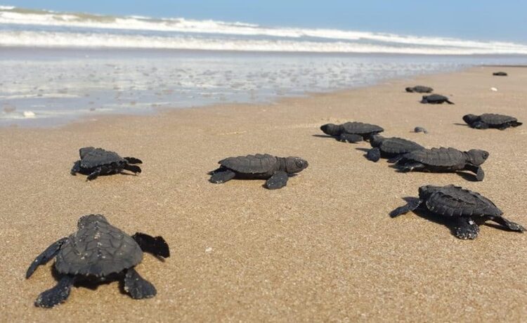 Protege Comisión de Parques y Biodiversidad más de 30 mil huevos de tortuga lora