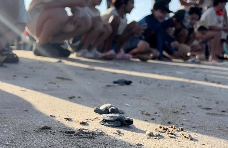 Protege Comisión de Parques y Biodiversidad más de 30 mil huevos de tortuga lora