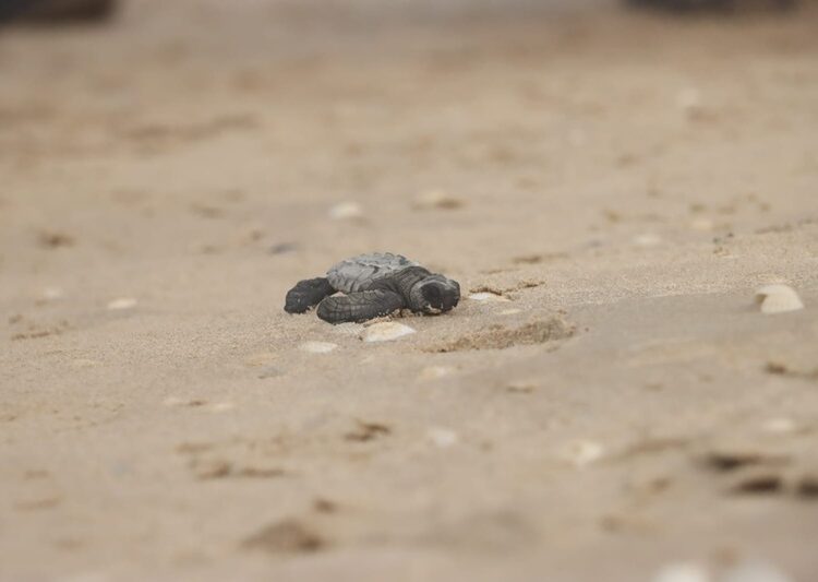 Protege Comisión de Parques y Biodiversidad más de 30 mil huevos de tortuga lora