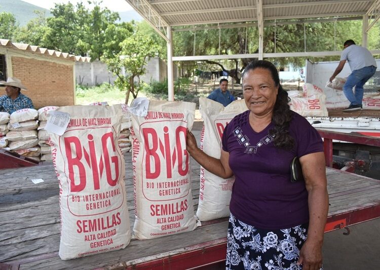 Abre Gobierno del Estado ventanillas para el registro de semilla de calidad