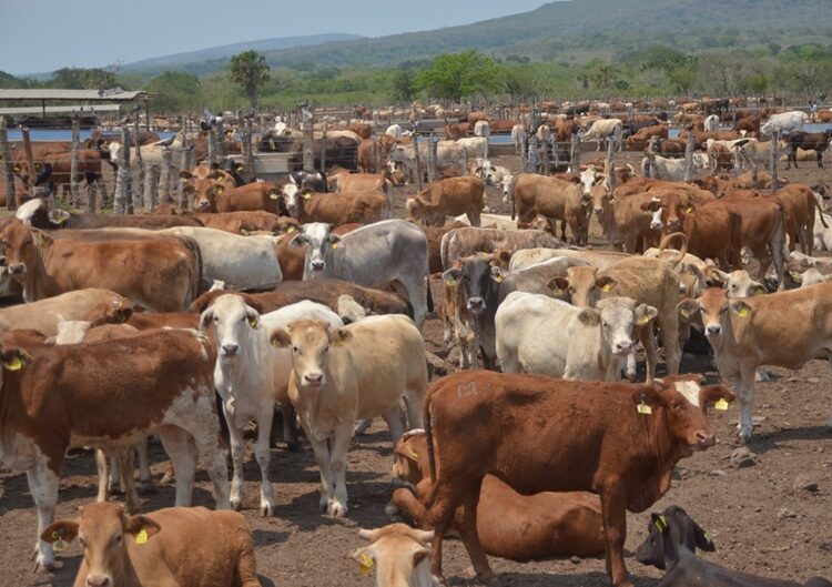 Fortalece Tamaulipas medidas sanitarias contra el gusano barrenador
