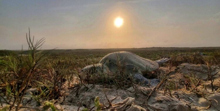 Incrementa Tamaulipas resguardo de huevos de tortuga lora en un 20%