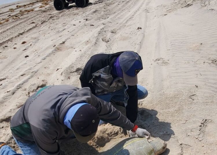 Incrementa Tamaulipas resguardo de huevos de tortuga lora en un 20%