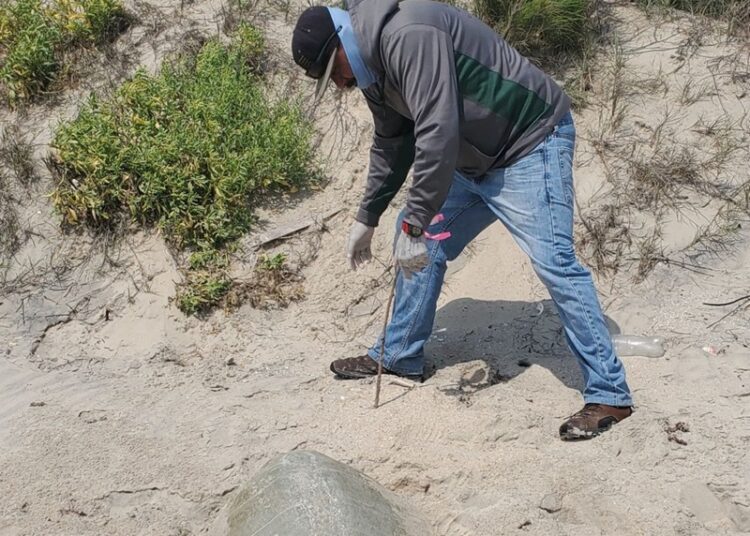 Incrementa Tamaulipas resguardo de huevos de tortuga lora en un 20%