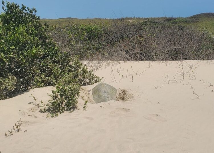 Incrementa Tamaulipas resguardo de huevos de tortuga lora en un 20%