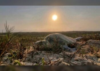 Incrementa Tamaulipas resguardo de huevos de tortuga lora en un 20%