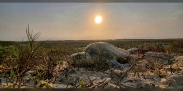 Incrementa Tamaulipas resguardo de huevos de tortuga lora en un 20%