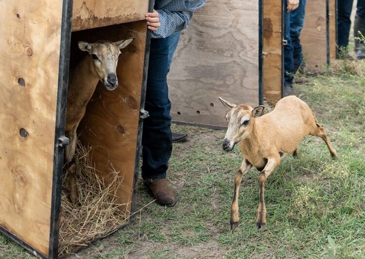 Logra la UAT el nacimiento de dos crías de borrego muflón europeo