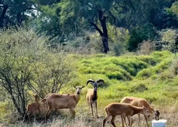 Logra la UAT el nacimiento de dos crías de borrego muflón europeo