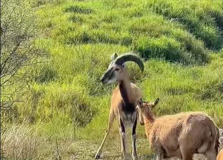 Logra la UAT el nacimiento de dos crías de borrego muflón europeo