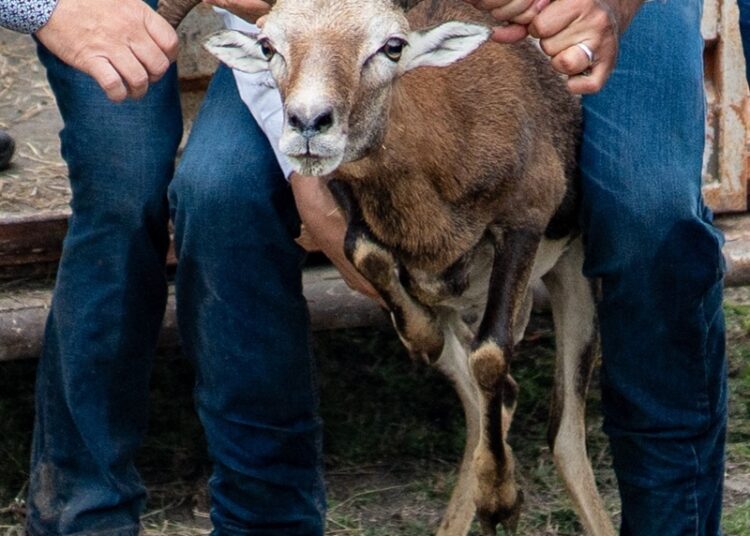 Logra la UAT el nacimiento de dos crías de borrego muflón europeo
