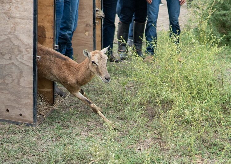 Logra la UAT el nacimiento de dos crías de borrego muflón europeo