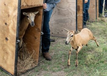 Logra la UAT el nacimiento de dos crías de borrego muflón europeo