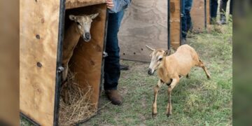 Logra la UAT el nacimiento de dos crías de borrego muflón europeo