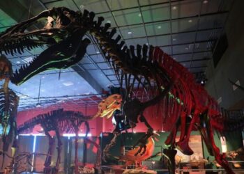 Invitan a una noche en el museo de NLD