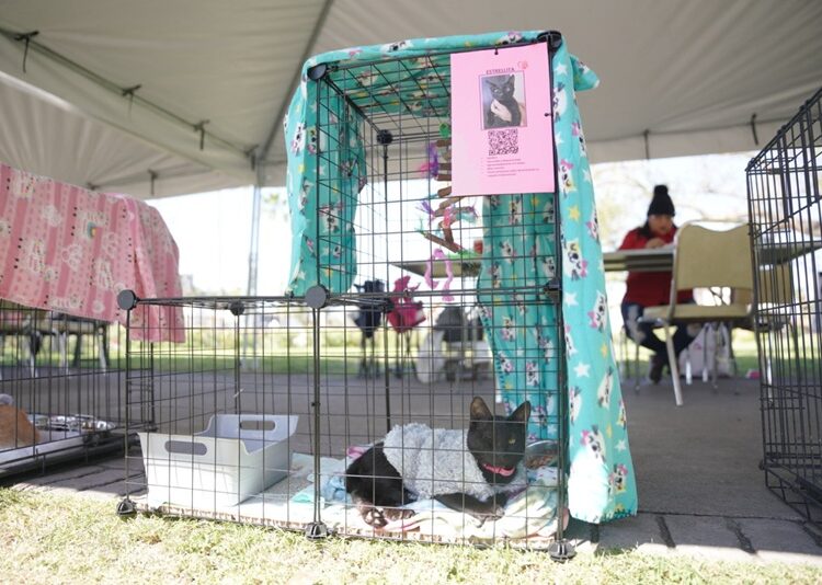 NLD invita a dar un hogar a un amigo peludo en la ‘Feria de Adopción Canina y Felina’