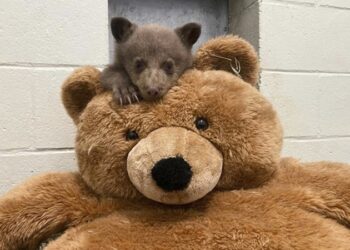 Osezno huérfano encuentra consuelo en un oso de peluche