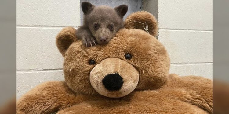 Osezno huérfano encuentra consuelo en un oso de peluche
