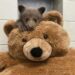 Osezno huérfano encuentra consuelo en un oso de peluche