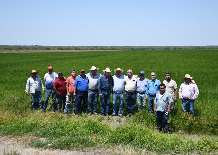 Supervisa secretario de Desarrollo Rural siembra de arroz