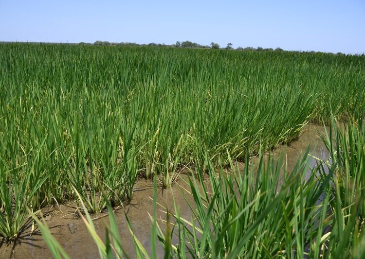 Supervisa secretario de Desarrollo Rural siembra de arroz