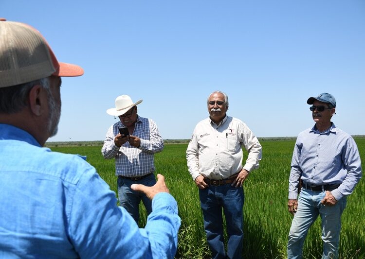 Supervisa secretario de Desarrollo Rural siembra de arroz