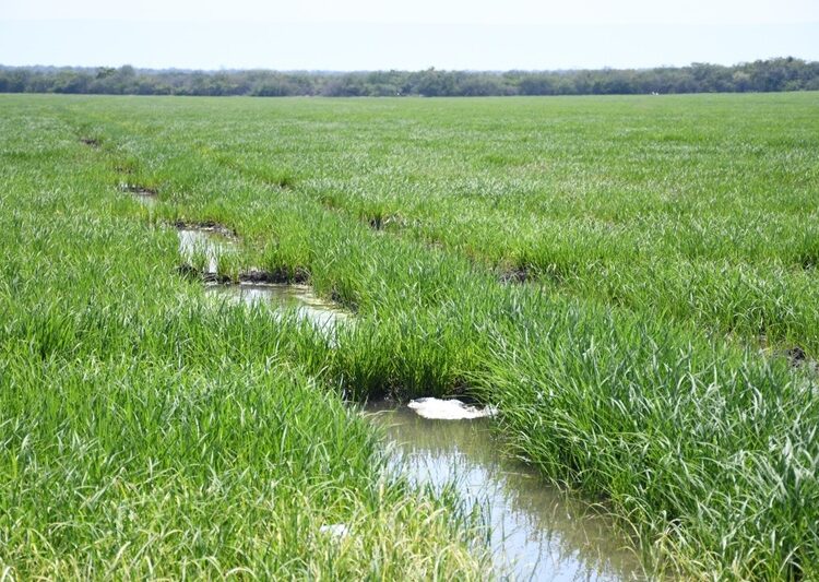 Supervisa secretario de Desarrollo Rural siembra de arroz