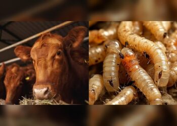 E.U.A suspende exportación de ganado mexicano por gusano barrenador